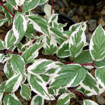 Дерн белый Sibirica (зеленый лист, красный ствол). Саженец 20-40см.